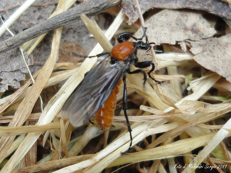 Bibionidae: Bibio hortulanus